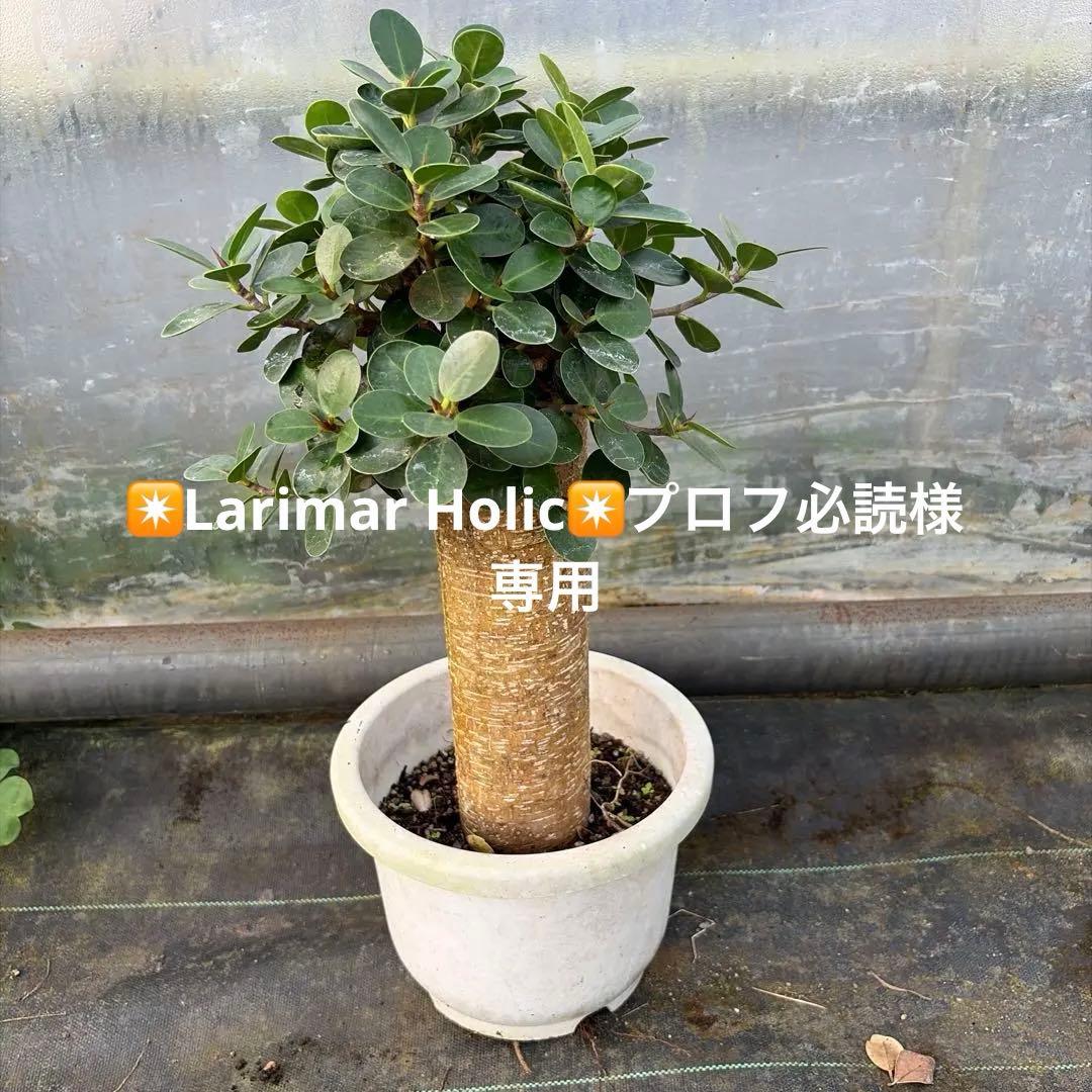 パンダガジュマル7号リン鉢