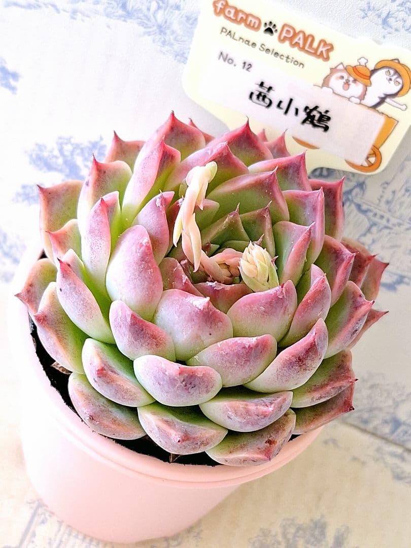 ✞ℳᎯℜÏ ℳᎯℜÏシフォン様 リクエスト 2点 まとめ商品