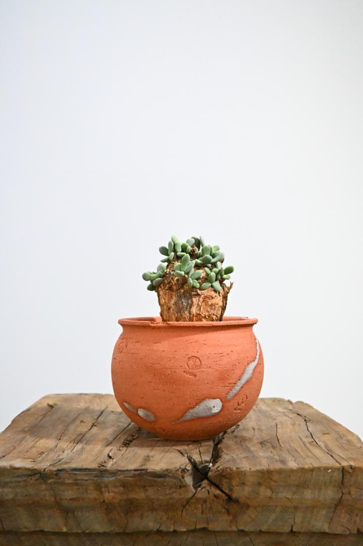 Ceraria pygmaea ケラリア ピグマエア　　発根済み　3