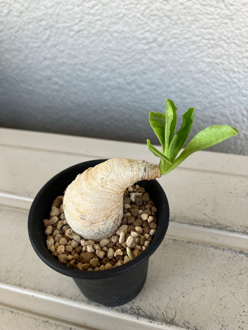 ユーフォルビア　プリムリフォリア　現地球