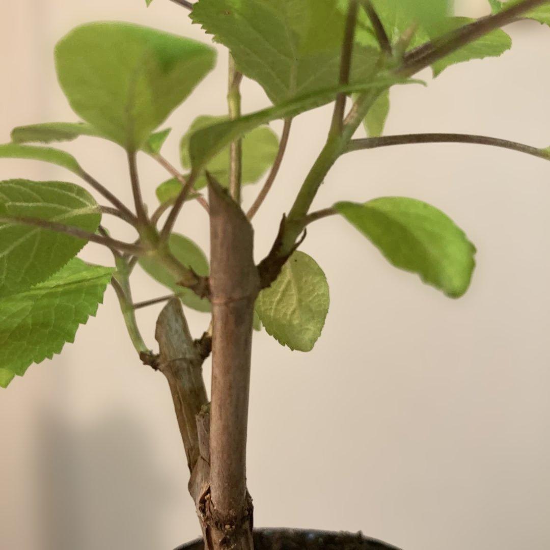 紫陽花アナベル挿し木苗⑫