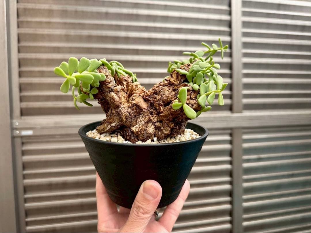 ケラリア ピグマエア 幅14cm