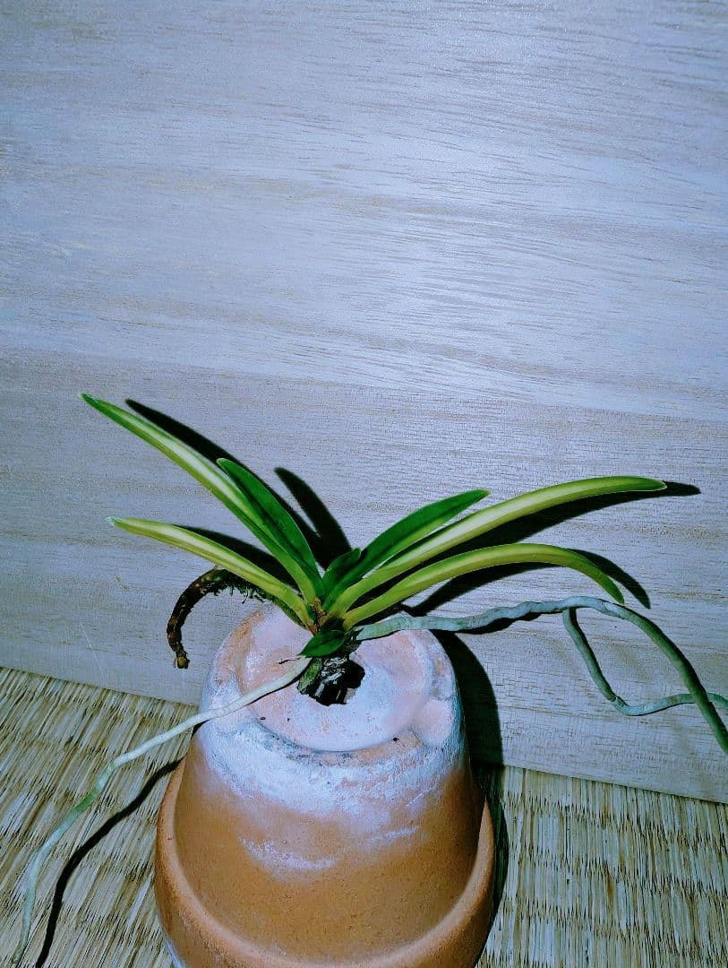 【迎春特別価格品】富貴蘭　必見！！超レア系統の高橋羆