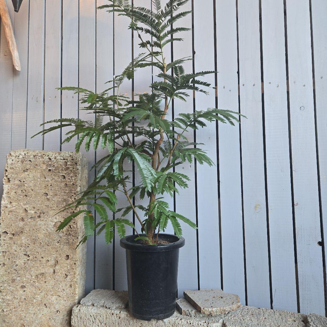 ⑤　エバーフレッシュ　8号　特大苗木最高等級　極太‼️