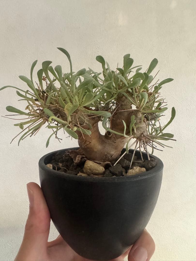 【美形】オトンナ☆ユーフォルビオイデス　現地球　黒鬼城B