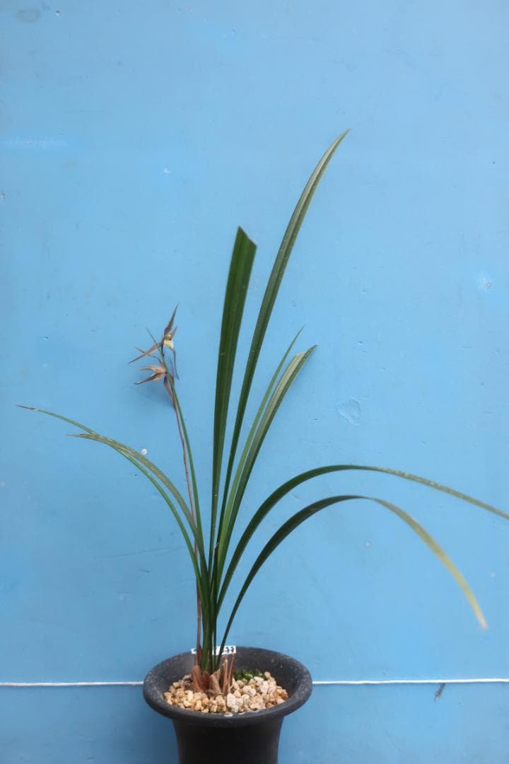 寒蘭-26060-4HG　558　聖炎×８番薄桃花