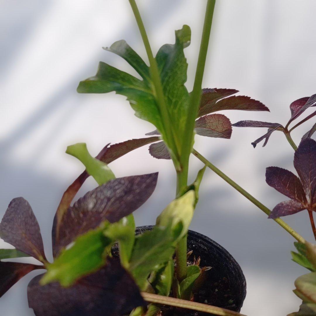 お買い得！クリスマスローズ5個セット