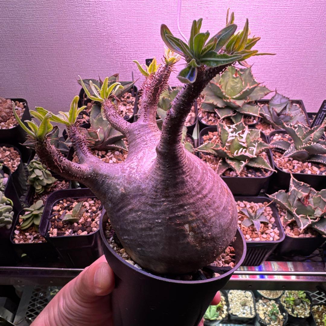 塊根植物 グラキリス