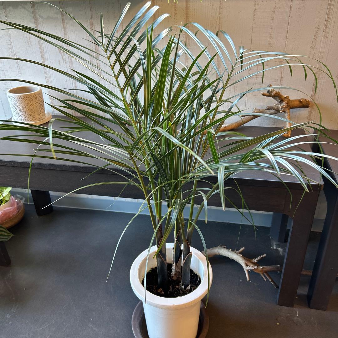 ヤシ　トックリヤシモドキシ　3株　観葉植物　7寸鉢　約95cm 苗のみ