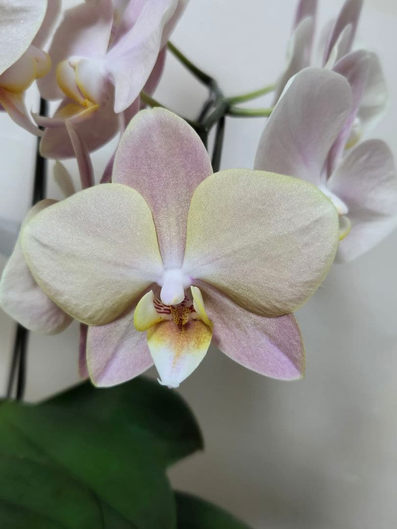☆胡蝶蘭☆ファレノプシス☆マザーチーク☆蘭工房☆陶器6号☆希少☆3F☆