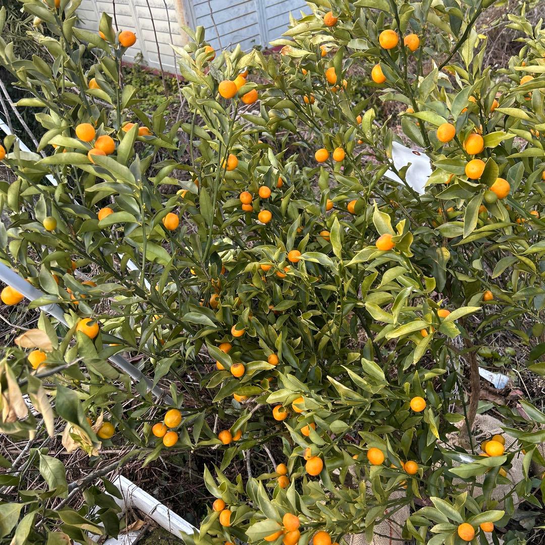 金柑の苗木 プチマル金柑　高さ約1.3メートル