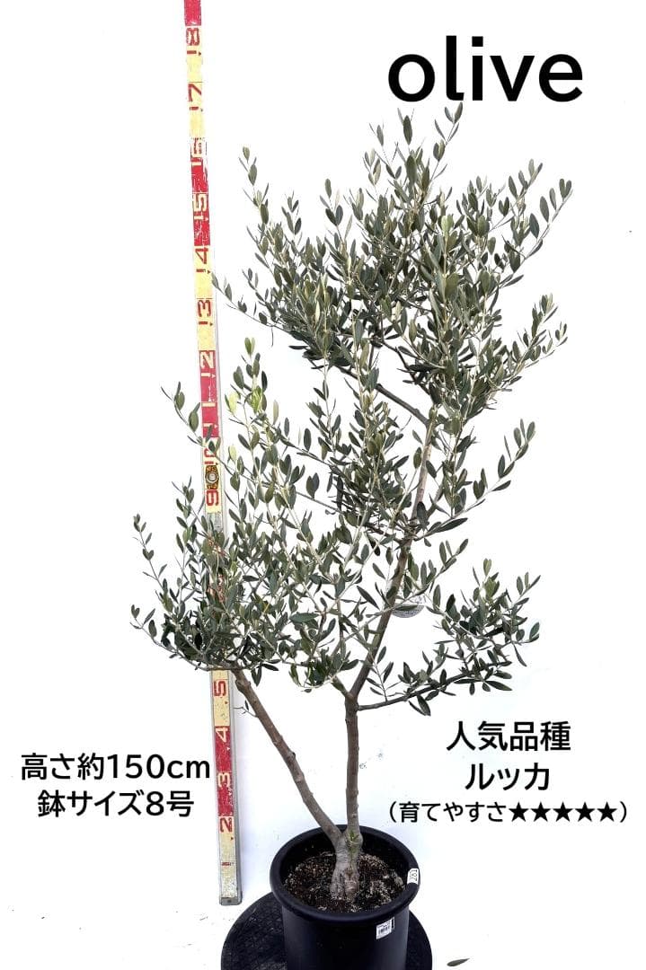 オリーブの木　ルッカ　8号　約150cm　K-281　人気品種　現品掲載