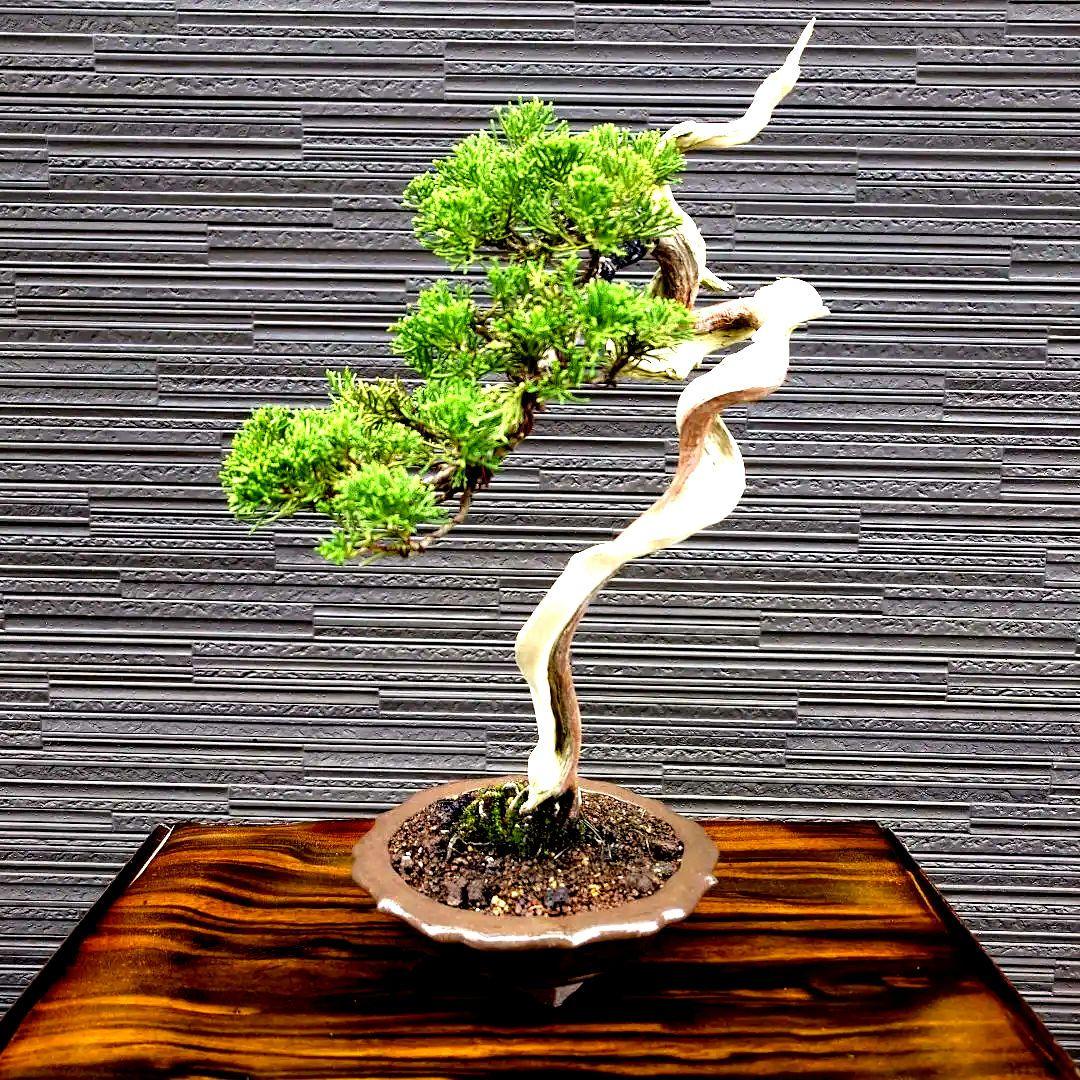 真柏　糸魚川　山木　樹齢100年以上 　明星山 採取