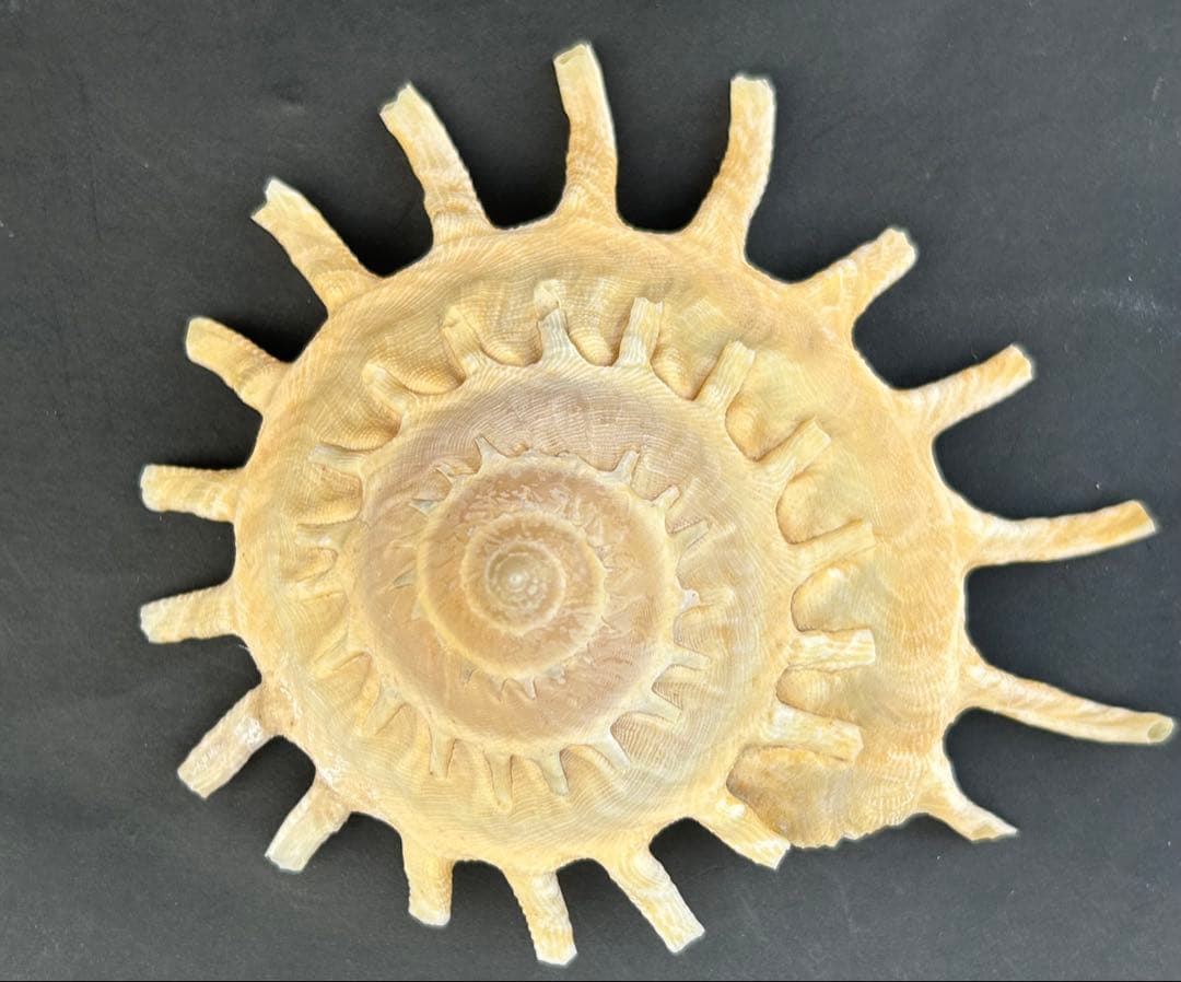 美品　貝殻標本　カジトリグルマ　特大　11.5cm