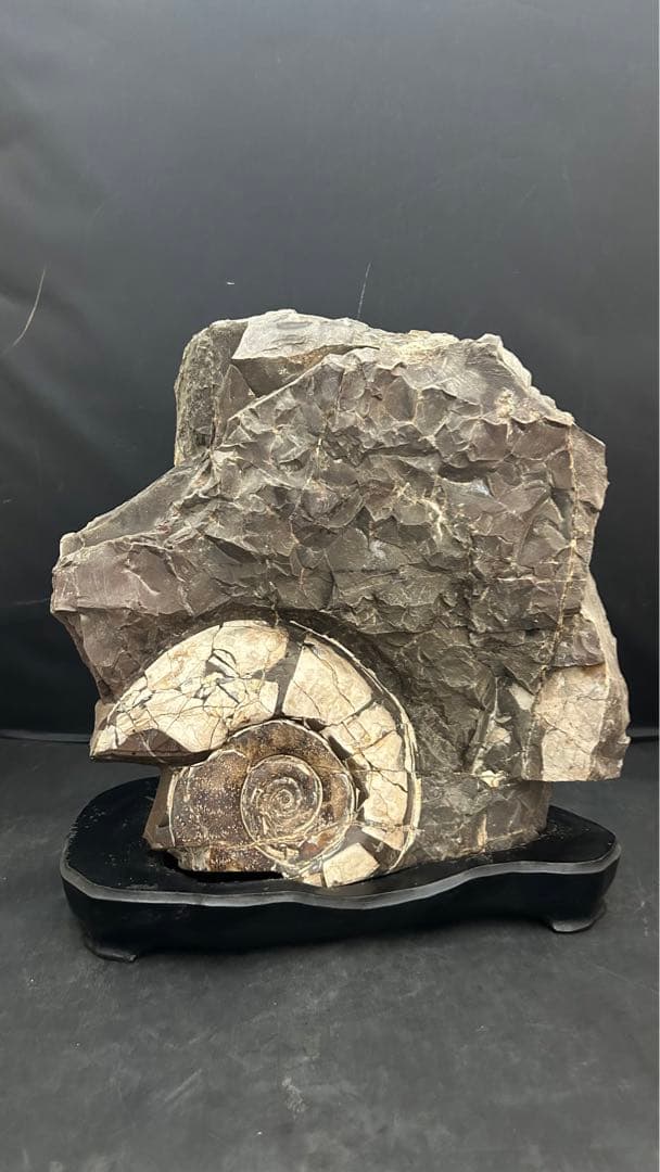 アンモナイト　化石　標本　置物