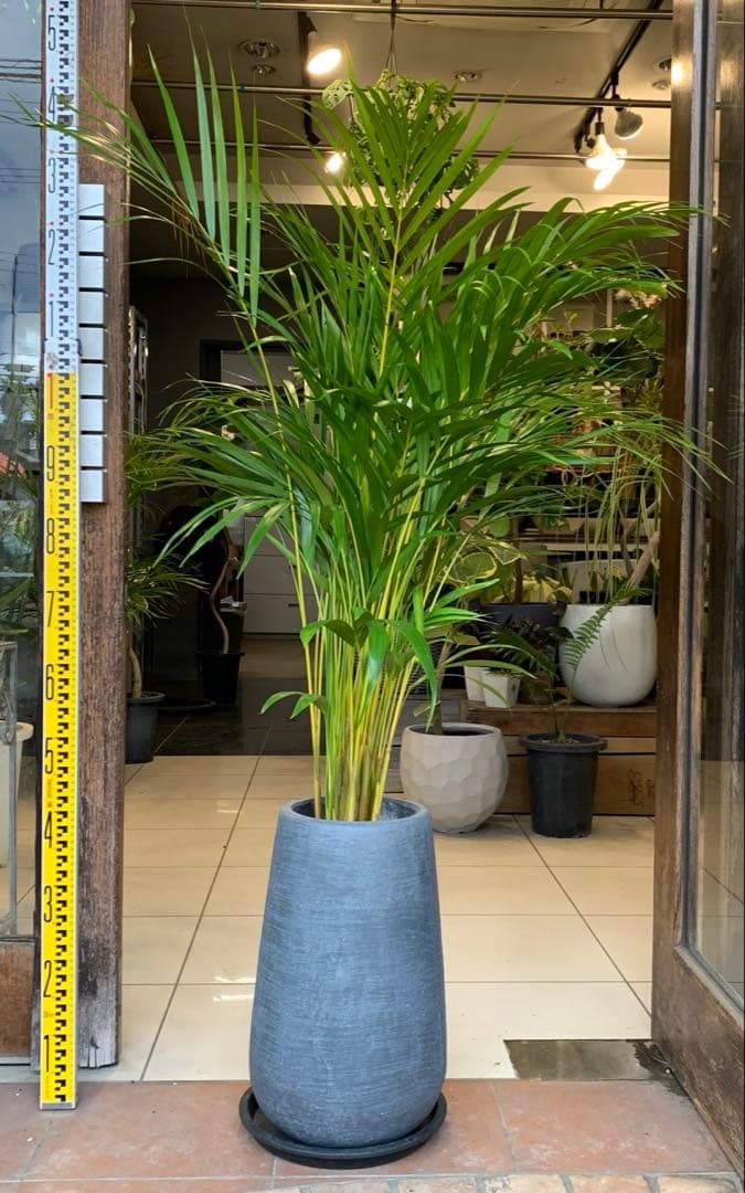 アレカヤシ ファイバー鉢 お皿付き