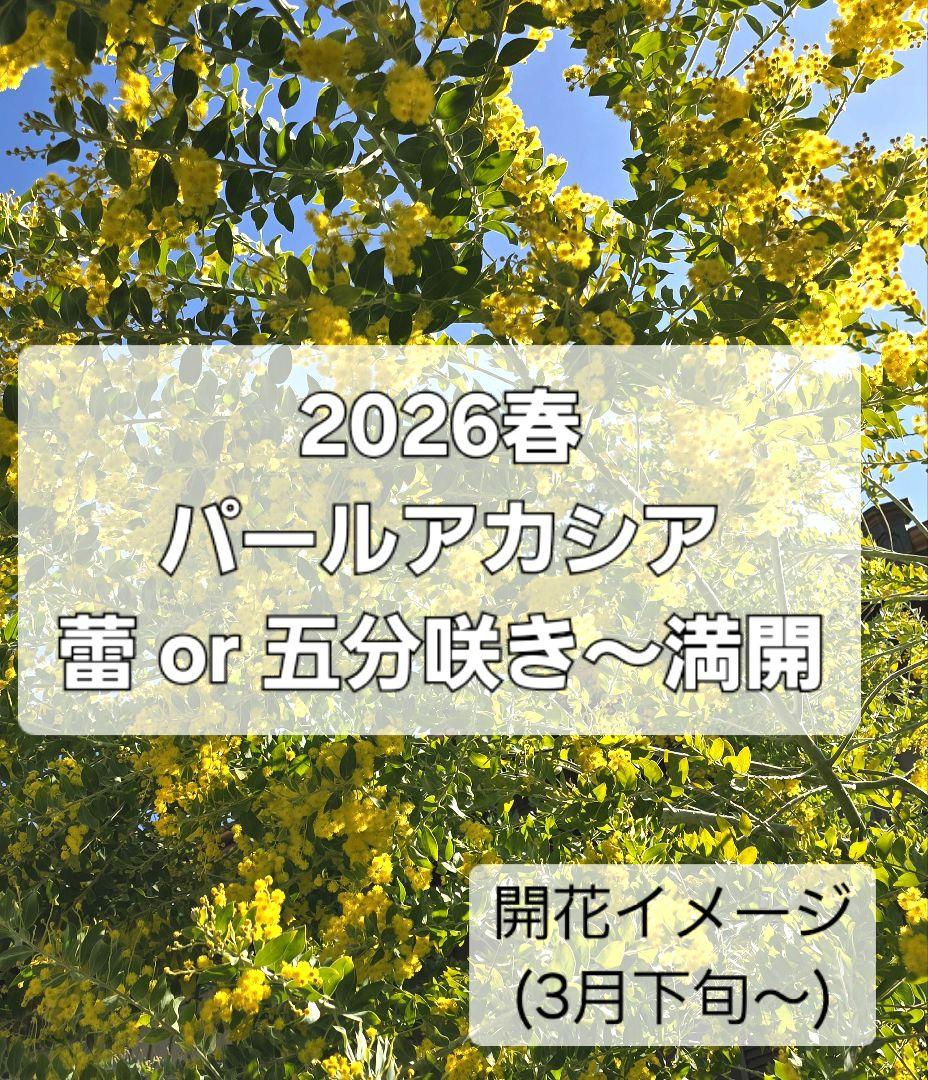 ◎●簡易保水●◎　ミモザ　パールアカシア　つぼみ(今) ～ 五分 ～ 満開