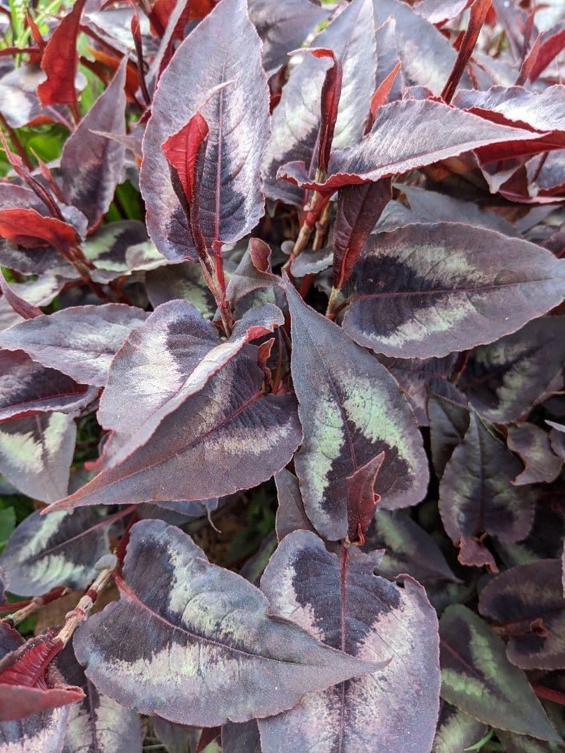 ❈ ペルシカリア レッドドラゴン ❈ カラーリーフ ❈ 銅葉 ❈ 挿し穂