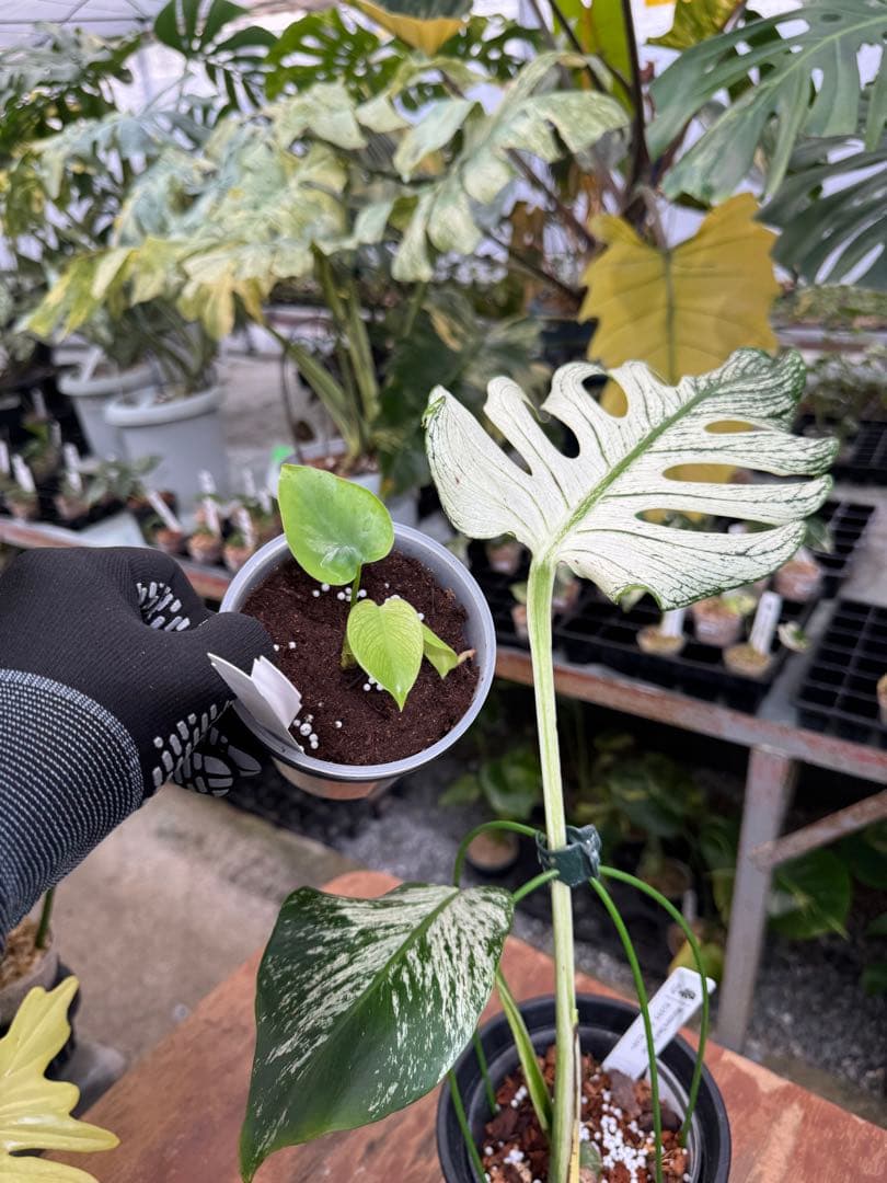 1モンステラ　デリシオーサ　デビルモンスター