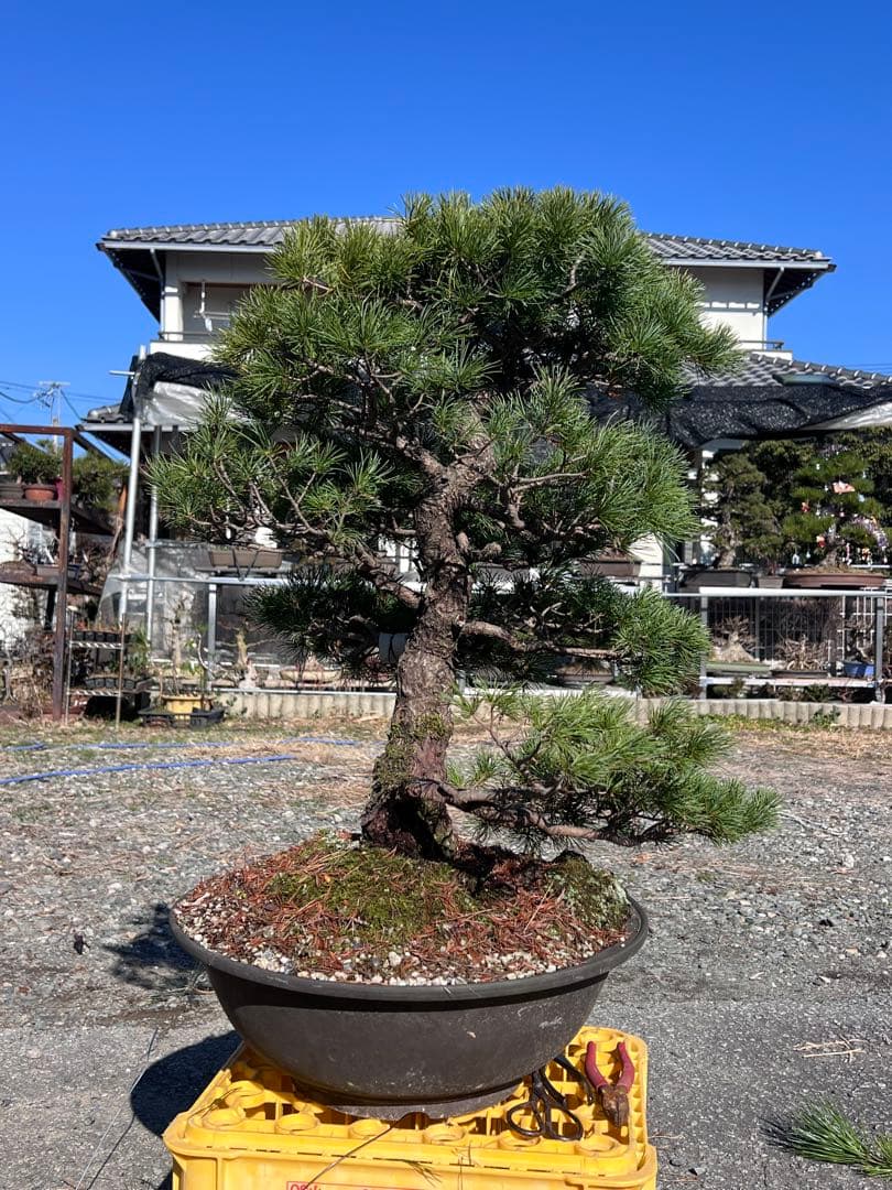 【将来性有】五葉松　盆栽　大品❗️ 模様木！