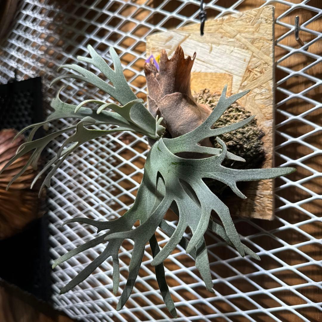 ビカクシダ　スーパードワーフ　ウィリンキー　バクテリア　スポア　ジェイドガール